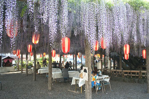 東光寺長藤