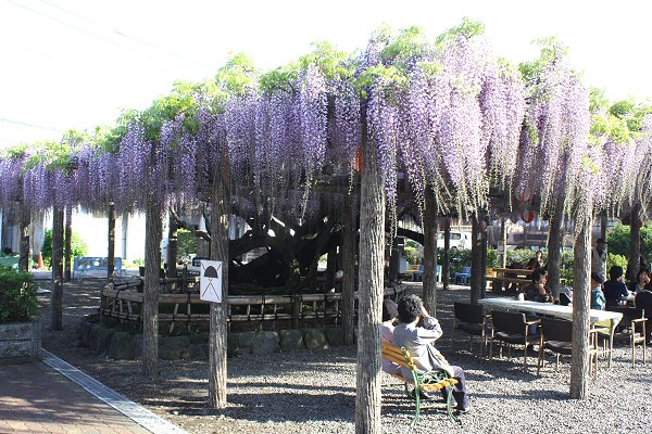 東光寺長藤