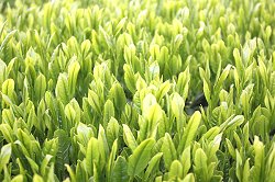 マルイ伊藤製茶