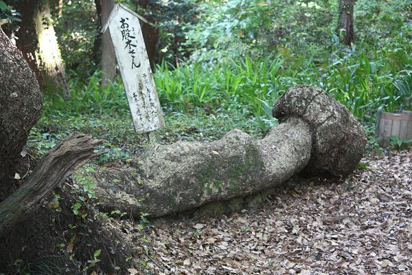 お股木さん01