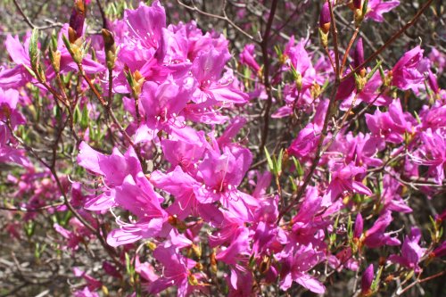 04_miyamatsutsuji_04