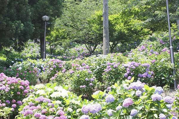 秋葉公園アジサイ01