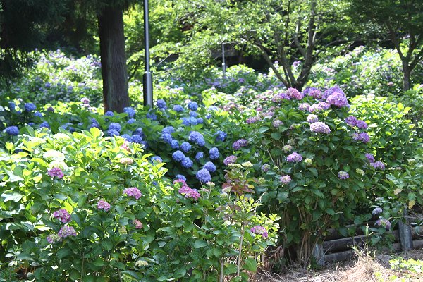 秋葉公園アジサイ02