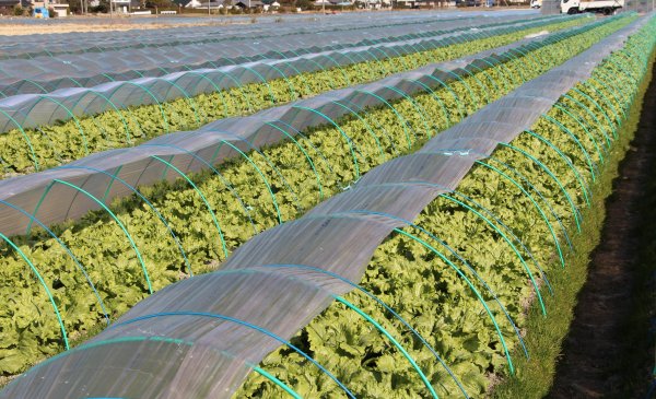 レタス畑